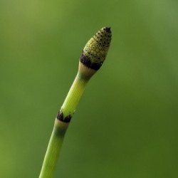 equisetum horsetail